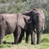 Elephants at the Bottlierskop Game Reserve
